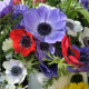 Směs sasanek - Anemone mix - prodej cibulovin - 15 ks