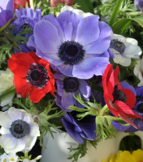 Směs sasanek - Anemone mix - prodej cibulovin - 15 ks