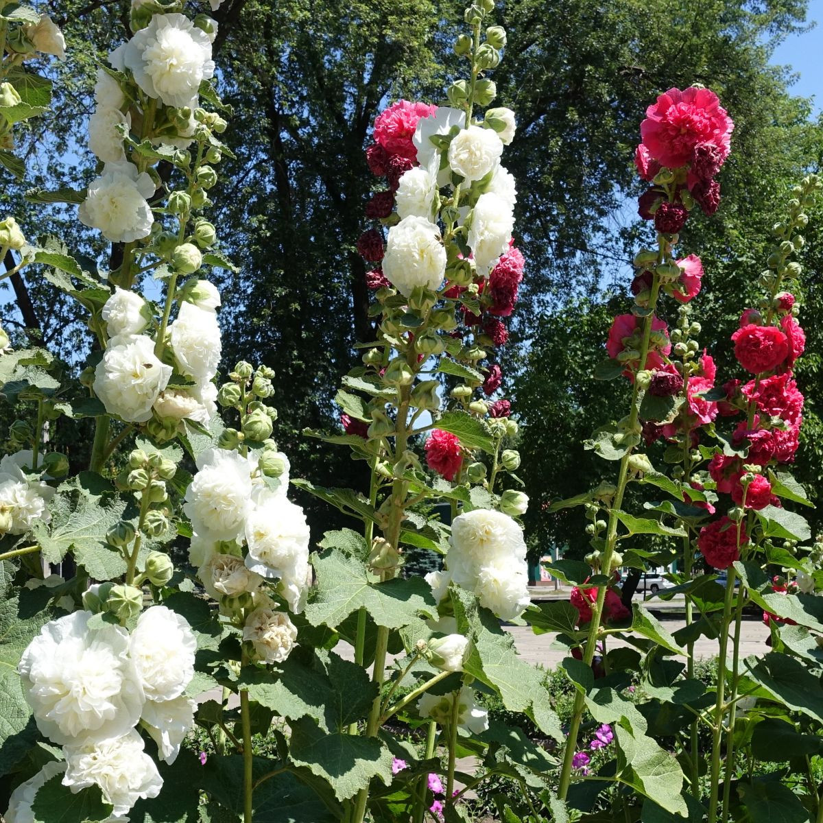 Topolovka plnokvětá Chaters mix barev - Alcea rosea - prodej semen - 12 ks