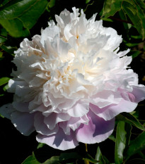 Pivoňka Amabilis - Paeonia lactiflora - prodej cibulovin - 1 ks