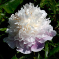 Pivoňka Amabilis - Paeonia lactiflora - prodej cibulovin - 1 ks