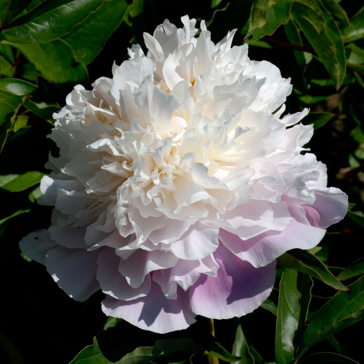 Pivoňka Amabilis - Paeonia lactiflora - prodej cibulovin - 1 ks