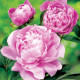 Pivoňka Dr. Alex Flamming - Paeonia lactiflora - prodej cibulovin - 1 ks