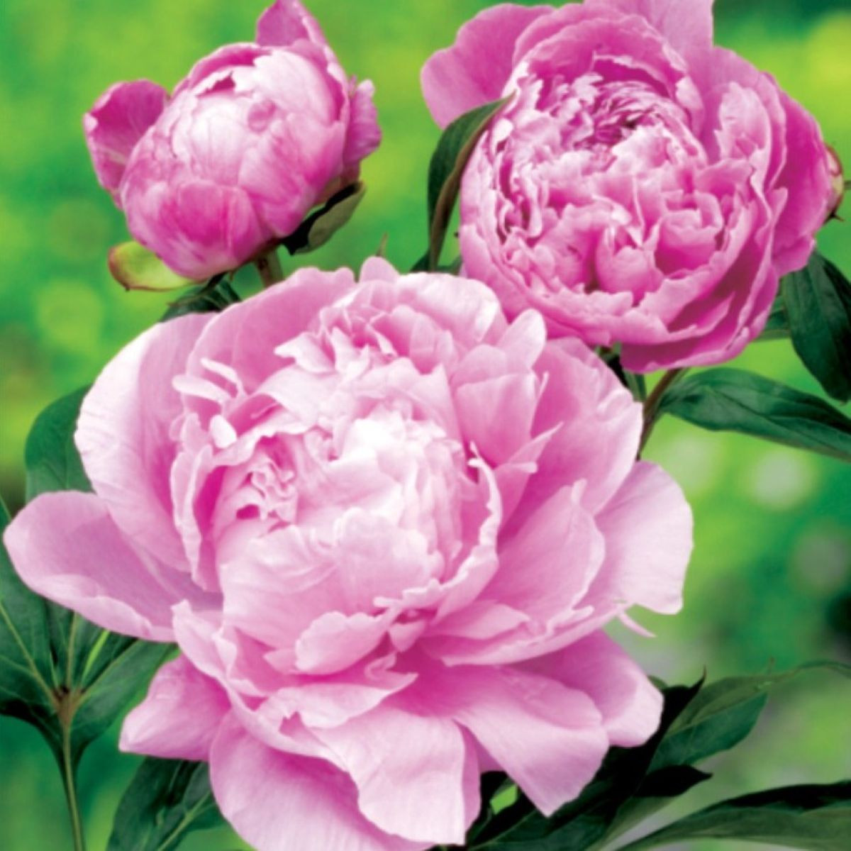 Pivoňka Dr. Alex Flamming - Paeonia lactiflora - prodej cibulovin - 1 ks