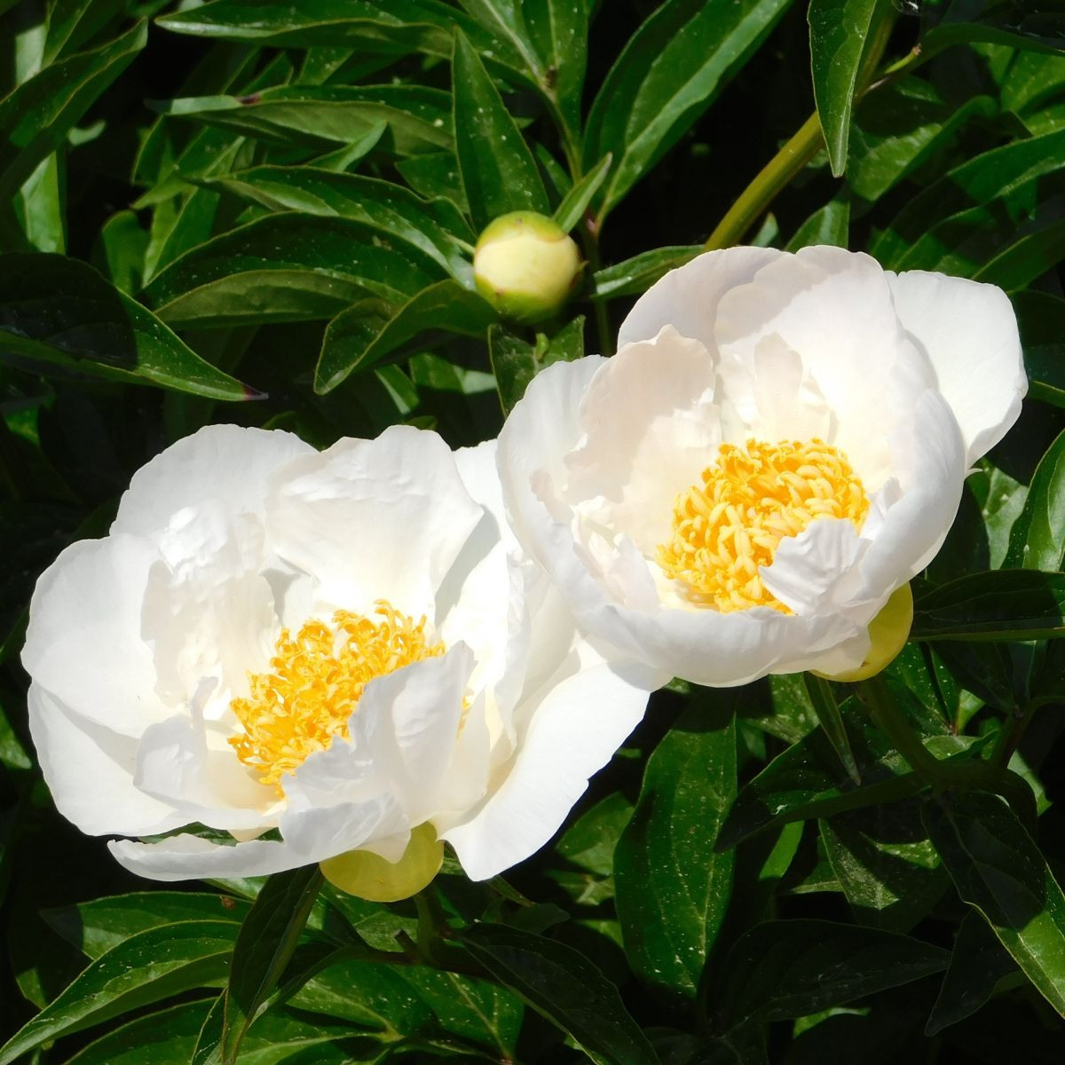 Pivoňka Patio Dublin - Paeonia lactiflora - prodej cibulovin - 1 ks