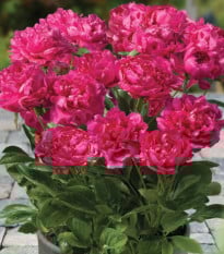 Pivoňka Patio London - Paeonia lactiflora - prodej cibulovin - 1 ks