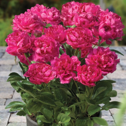 Pivoňka Patio London - Paeonia lactiflora - prodej cibulovin - 1 ks