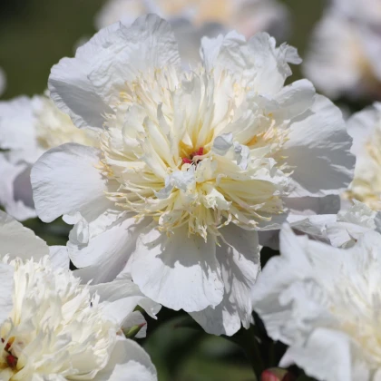 Pivoňka Patio Madrid - Paeonia - prodej cibulovin - 1 ks