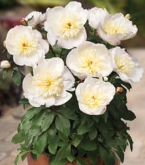 Pivoňka Patio Madrid - Paeonia - prodej cibulovin - 1 ks