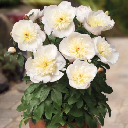 Pivoňka Patio Madrid - Paeonia - prodej cibulovin - 1 ks