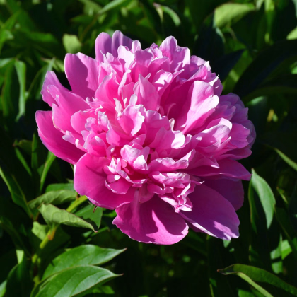 Pivoňka Patio Rome - Paeonia lactiflora - prodej cibulovin - 1 ks