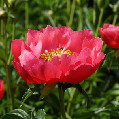 Pivoňka Patio Moscow - Paeonia lactiflora - prodej cibulovin - 1 ks