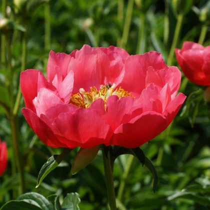 Pivoňka Patio Moscow - Paeonia lactiflora - prodej cibulovin - 1 ks