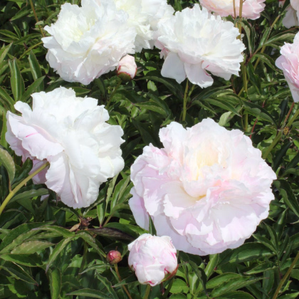 Pivoňka Shirley Temple - Paeonia lactiflora - prodej cibulovin - 1 ks