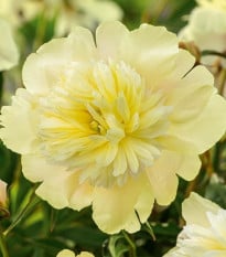 Pivoňka Prima Vera - Paeonia lactiflora - prodej cibulovin - 1 ks