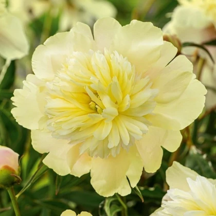 Pivoňka Prima Vera - Paeonia lactiflora - prodej cibulovin - 1 ks
