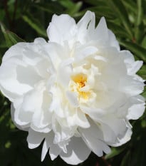 Pivoňka Gardenia - Paeonia lactiflora - prodej cibulovin - 1 ks