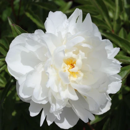 Pivoňka Gardenia - Paeonia lactiflora - prodej cibulovin - 1 ks