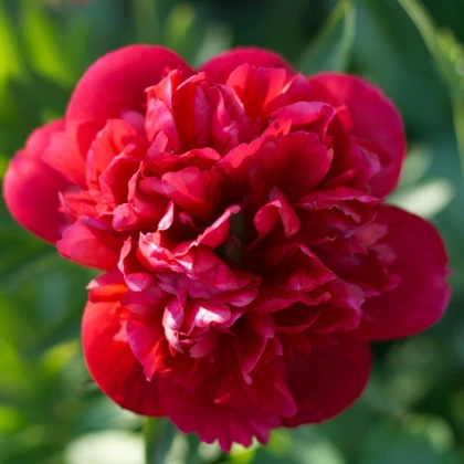 Pivoňka Felix Crouse - Paeonia lactiflora - prodej cibulovin - 1 ks