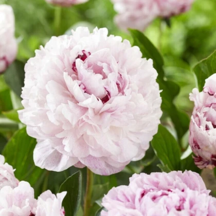 Pivoňka The Fawn - Paeonia lactiflora - prodej cibulovin - 1 ks