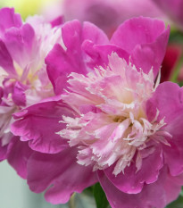 Pivoňka Gay Paree - Paeonia lactiflora - prodej cibulovin - 1 ks