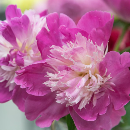 Pivoňka Gay Paree - Paeonia lactiflora - prodej cibulovin - 1 ks