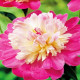 Pivoňka Gay Paree - Paeonia lactiflora - prodej cibulovin - 1 ks