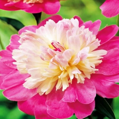 Pivoňka Gay Paree - Paeonia lactiflora - prodej cibulovin - 1 ks