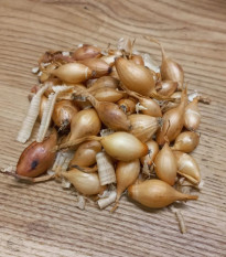 BIO Cibule sazečka Sturon - Allium cepa - prodej cibulek - 250 g