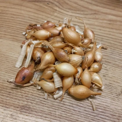 BIO Cibule sazečka Sturon - Allium cepa - prodej cibulek - 250 g