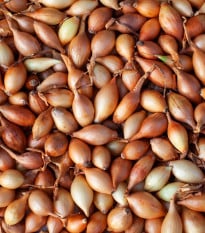 BIO Cibule sazečka Štutgart - Allium cepa - prodej cibulek - 250 g