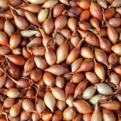 BIO Cibule sazečka Štutgart - Allium cepa - prodej cibulek - 250 g