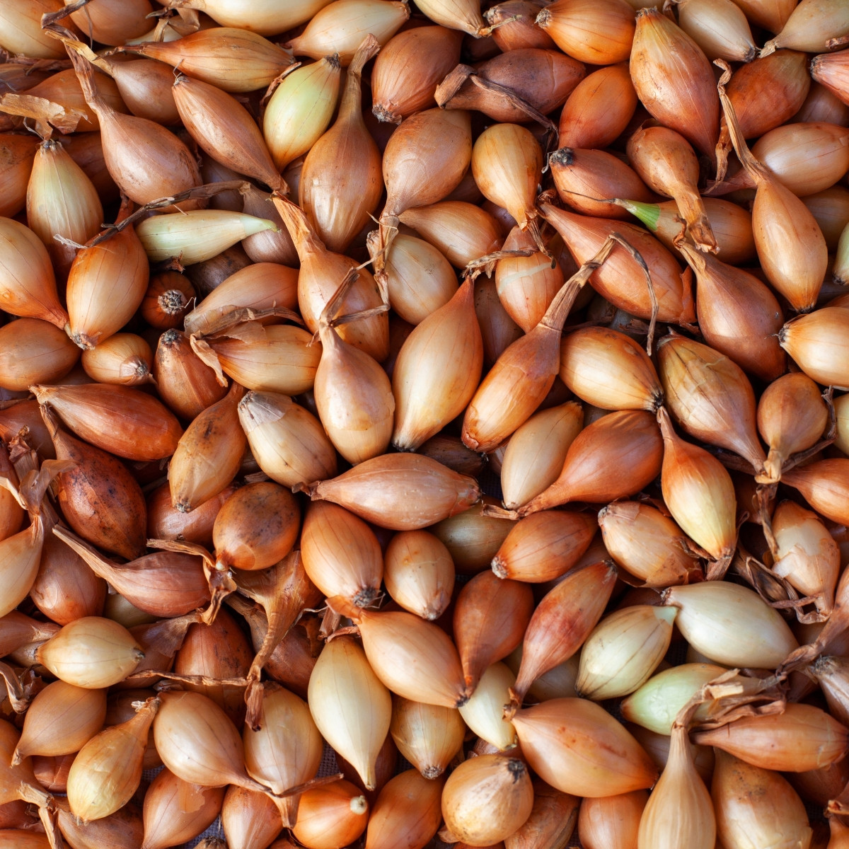 BIO Cibule sazečka Štutgart - Allium cepa - prodej cibulek - 250 g