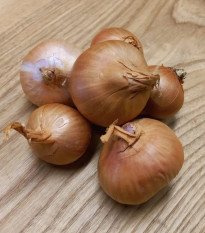 Cibule šalotka Biztro - Allium cepa - prodej cibulek - 250 g