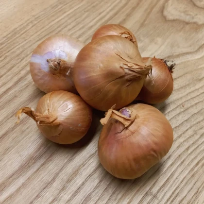 Cibule šalotka Biztro - Allium cepa - prodej cibulek - 250 g