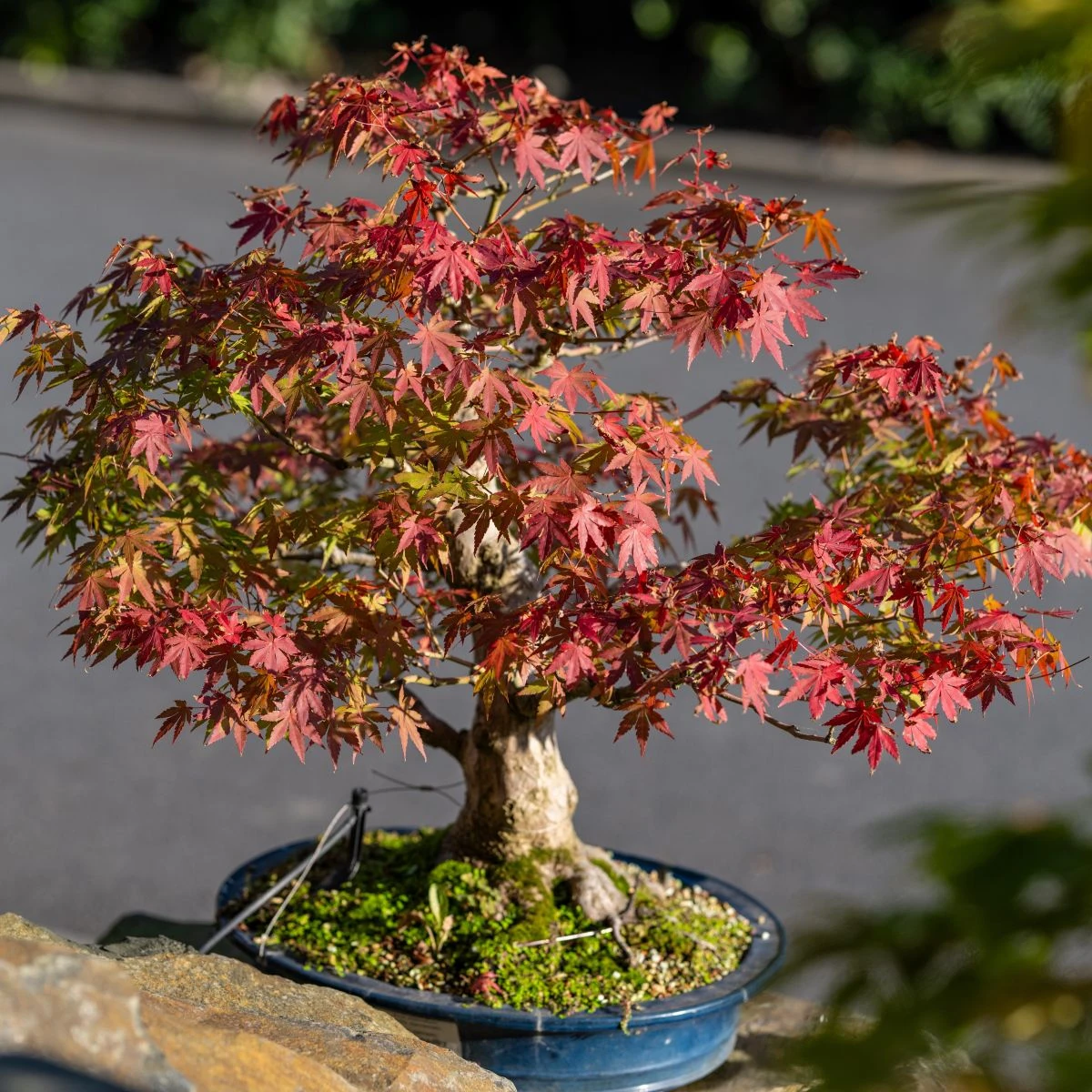 Javor dlanitolistý - Acer palmatum - prodej semen - 5 ks