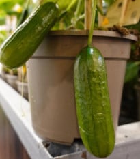Okurka Cascadini F1 - okurka do květináče - Cucumis sativus - prodej semen - 5 ks