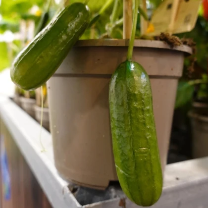 Okurka Cascadini F1 - okurka do květináče - Cucumis sativus - prodej semen - 5 ks