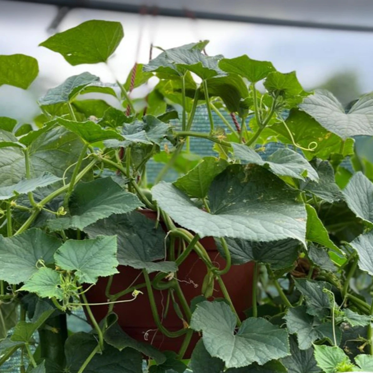 Okurka Cascadini F1 - okurka do květináče - Cucumis sativus - prodej semen - 5 ks