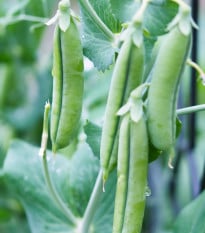 Hrách Grandera - Pisum sativum - prodej semen - 40 ks