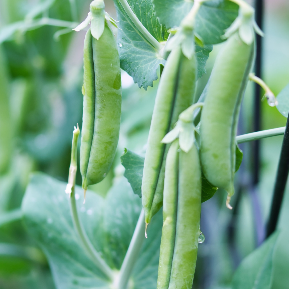 Hrách Grandera - Pisum sativum - prodej semen - 40 ks