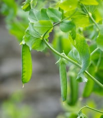 Hrách Delikata - Pisum sativum - prodej semen - 40 ks