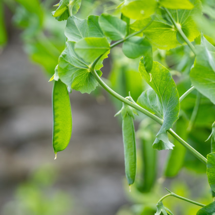 Hrách Delikata - Pisum sativum - prodej semen - 40 ks
