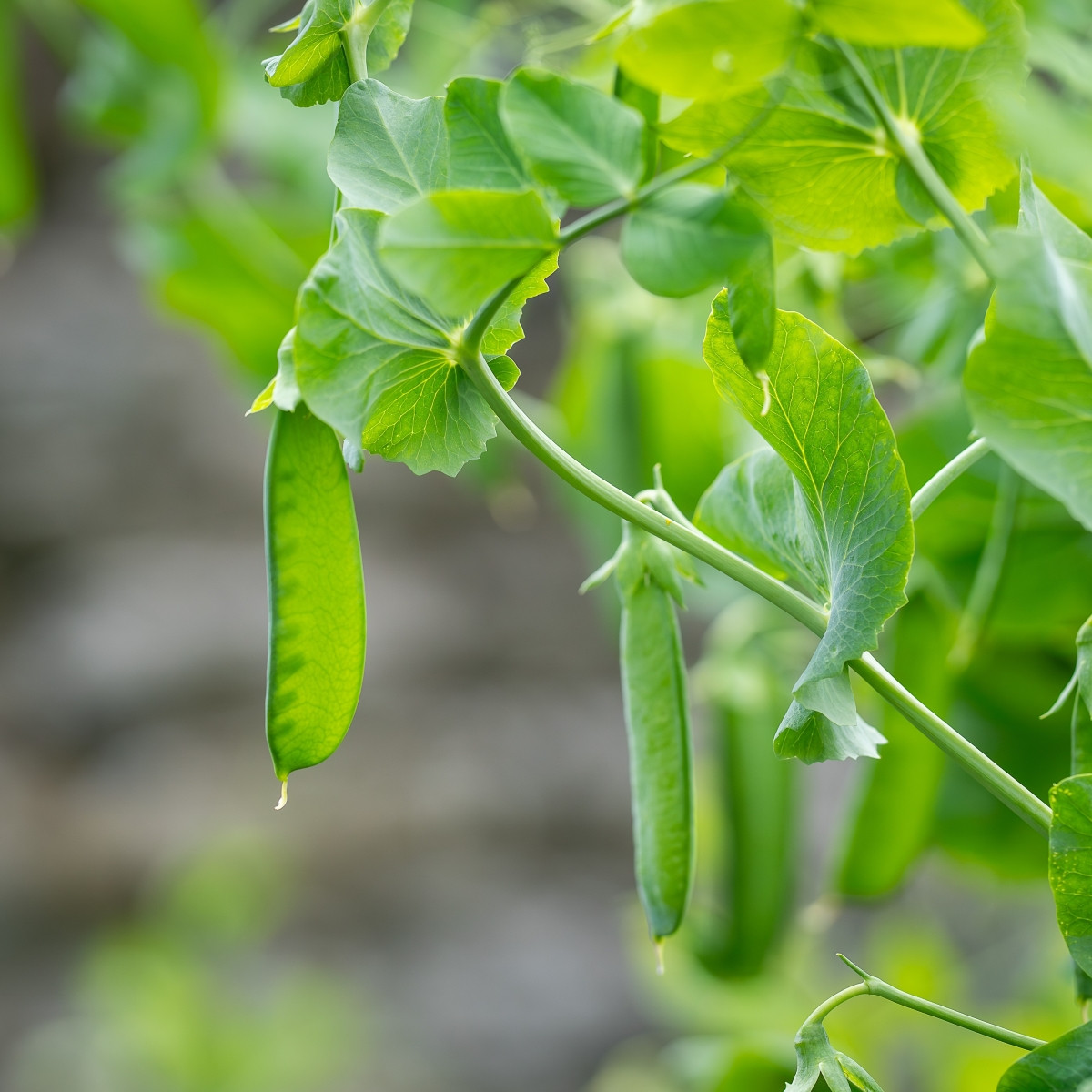 Hrách Delikata - Pisum sativum - prodej semen - 40 ks