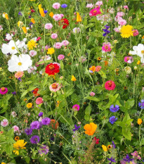 Včelí mls - semena Černý Biopro - letničková směs - prodej semen - 20 g