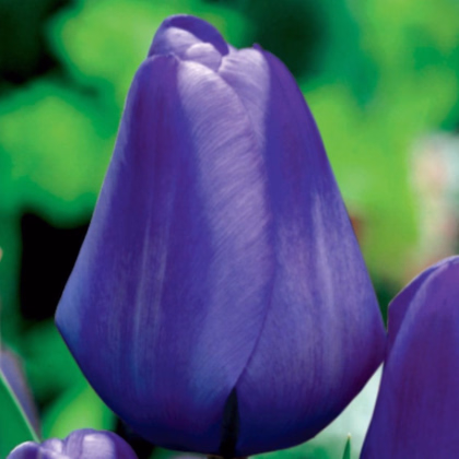 Tulipán Triumph Blue - Tulipa - prodej cibulovin - 3 ks