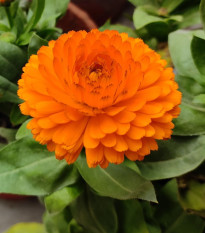 Měsíček lékařský Bon Bon oranžový - Calendula officinalis - prodej semen - 20 ks