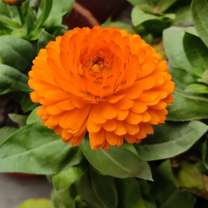 Měsíček lékařský Bon Bon oranžový - Calendula officinalis - prodej semen - 20 ks