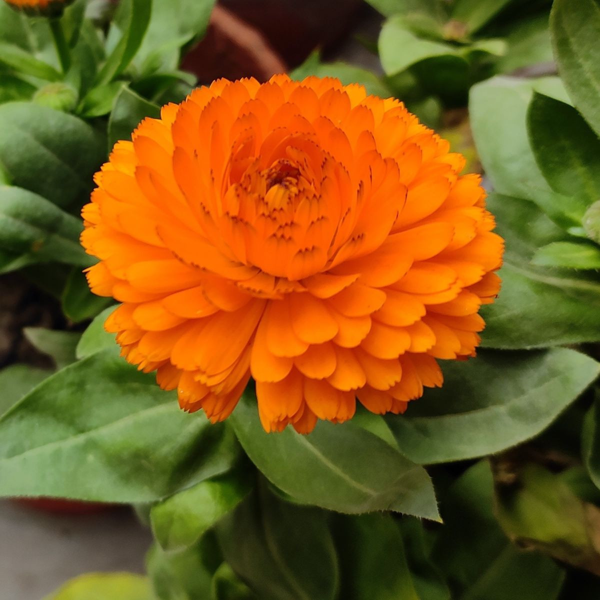Měsíček lékařský Bon Bon oranžový - Calendula officinalis - prodej semen - 20 ks