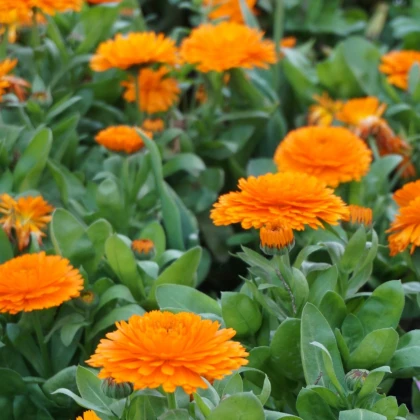 Měsíček lékařský Bon Bon oranžový - Calendula officinalis - prodej semen - 20 ks